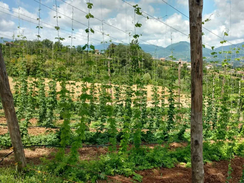 Coltivazione del luppolo - 2017