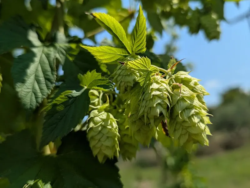 Birrificio 'Mbedicoast Rotonda - Birra artigianale e cucina tipica del Pollino 5